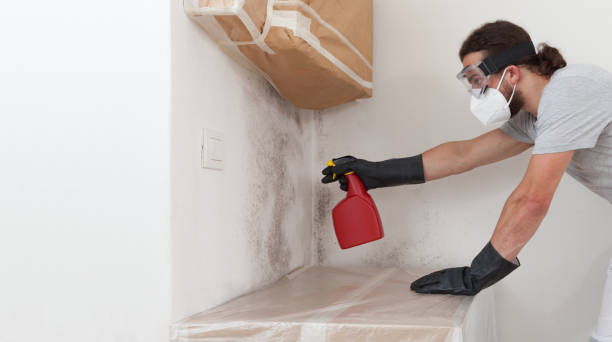 Professional Mold Removal technician working in South Hamilton, MA